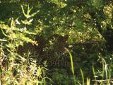 Yala National Park